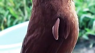 BirdSong Relaxing Video