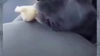 Funny Cat & Dog Videos