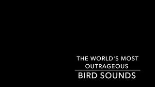 The Weirdest Bird Sounds
