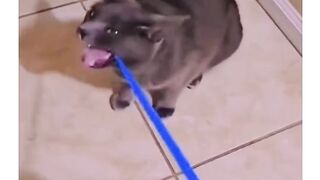Funny Video 125
