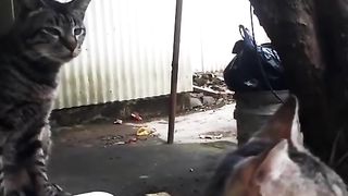 Komedi dubbing kucing 3