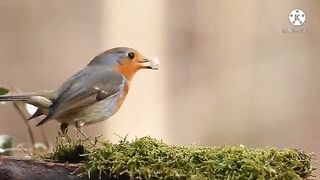 Bird Song Relaxing Music