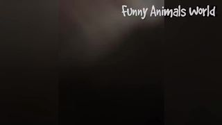 Funniest Dogs And Cats Videos ???? - Best Funny Animal Videos 2023 ???? #14