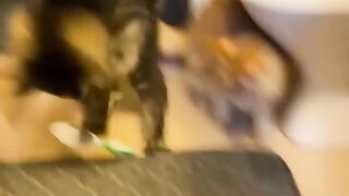 Funny animals - Funny cats and dogs - Funny animal videos 292
