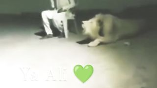 Lions says Ya Ali must Watch The viral video