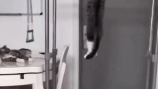 Funny cats..