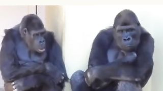 funny video 212