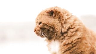 Brown Cat