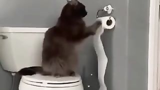 Cat funny 20