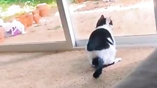 Cat funny 21