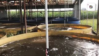 42 KOLAM BIOFLOK __ BUDIDAYA IKAN NIL RED TILAPIA