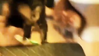 Funny cats and cute