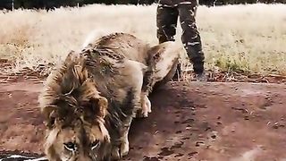 effrayer-un-lion-shorts