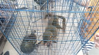 Little squirrel animal