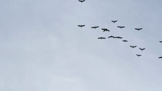 Bird fly high