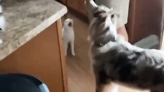 Best funny animal videos Dogs And Cats part#05