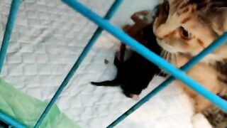 Birth Cat