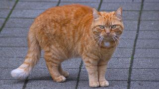 the courage of the cat