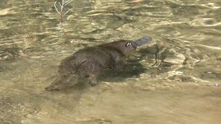 10 Unique Facts About the Platypus: The Most Fascinating Mammal in the World