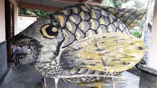 Pakan Alternatif Gurami di Kolam Bulat- TILAPIA