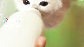 Cute Cats >_<