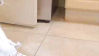 Funny cat video 20