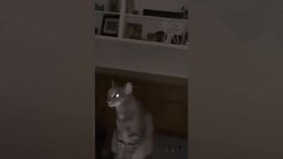 BEST CAT AND DOG MEMES COMPILATION OF 2020 PART 31 (FUNNY PET MEMES)