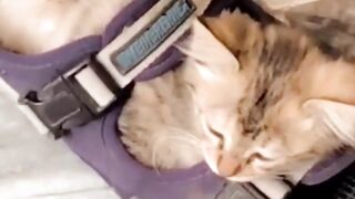 Kitten Sleeping in sandal #kitten #BabyCat #Cat