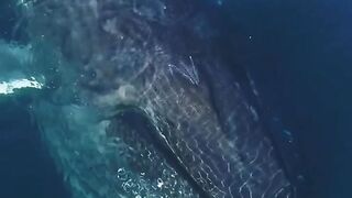Whale with full Mouth with Fishes