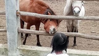 Animal Feeding