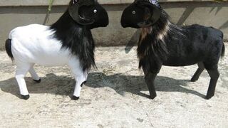 Funny sheep moment