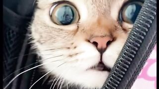 #Kithencute #funnykitthen