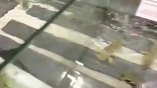 Makan ikan segar di restoran