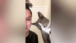 How Stupid Can Your Cat Be The Funniest Clumsy Cats And Dogs Video