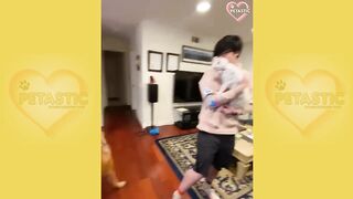 Who is Boss in the House - Funny Cats and Dogs Compilation - Try Not To Laugh PETASTIC