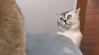 Cat funny 22
