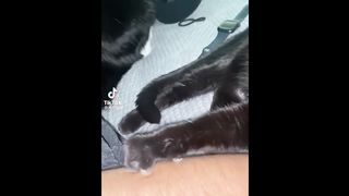 FUNNY CAT MEMES COMPILATION OF 2023 14