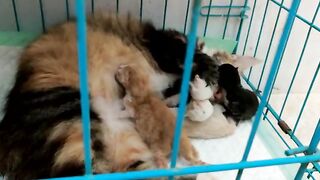 Cat feeding