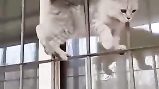 Cat funny 23