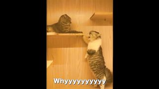 Try Not To Laugh ???? Cats and Dogs Can Speak English!