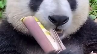 panda eat bamboo