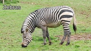 Zebras