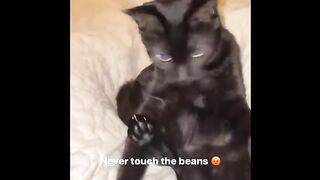 ????YOU LAUGH YOU LOSE! ????Funny Moments Of Cats Videos Compilation - Funny Cats Life 8
