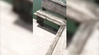 Funny Dog Fails???? - Funniest Cats And Dogs 2023????????