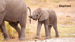 The elephant