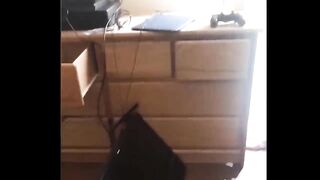 ???? You Definitely Laugh Trust me ???? - Funniest Cats Expression Video ???? - Funny Cats Life