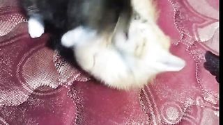 Friendly 3