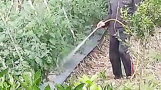 Menyiram tanaman tomat