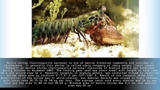 Mantis Shrimp