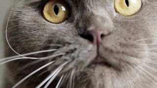 Gray Cat